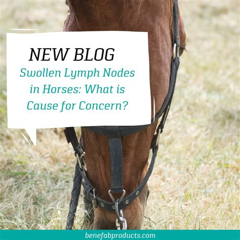 Benefab Swollen Lymph Nodes In Horses Can Indicate A Facebook