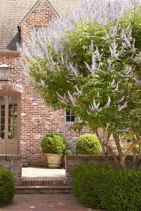 12 Best Trees For Small Yards Southern Living