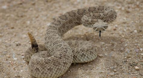 What To Do If You See A Rattlesnake What To Do If A Rattlesnake Bites