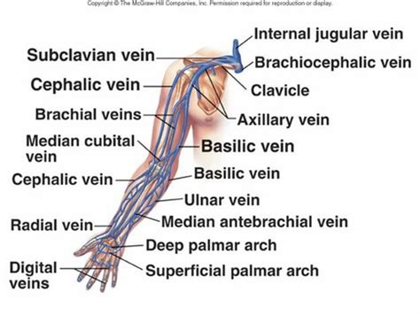 Upper Limb Veins And Lymphatics Of The Upper Limb Flashcards Quizlet