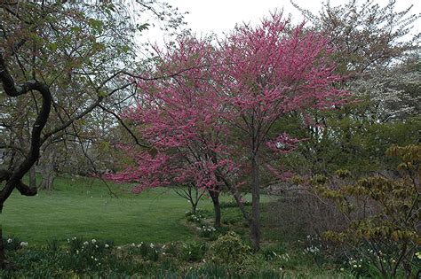 Tennessee Pink Redbud Cercis Canadensis Tennessee Pink In Grimsby