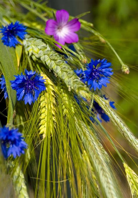 Bouquet From Summer Field Stock Image Image Of Cornflower 5494789
