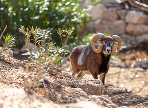 European Mouflon Stock Photos Pictures And Royalty Free Images Istock