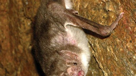 White Winged Vampire Bat Mammal Britannica