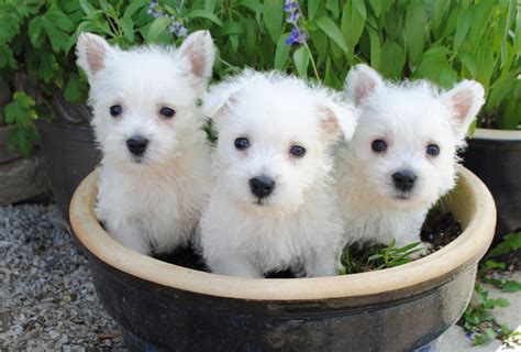 Find puppies in your area and helpful tips and info. West Highland White Terrier Puppies For Sale | Clarks ...