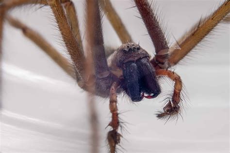 Discover 6 Brown Spiders In Georgia A Z Animals