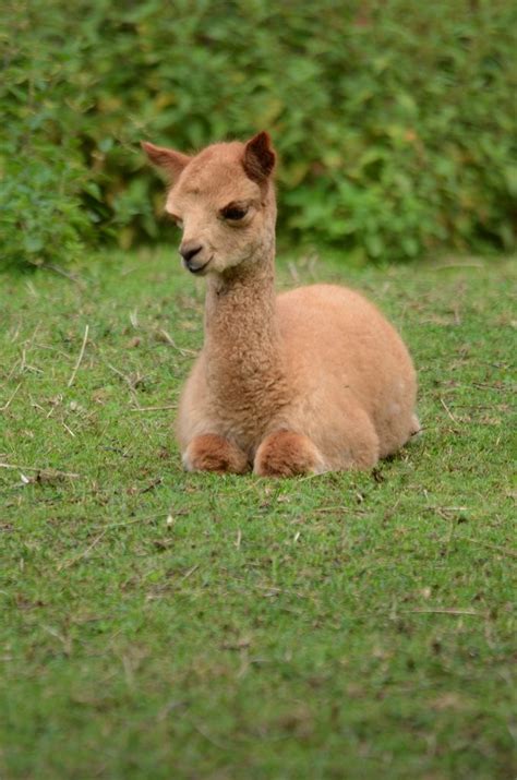 190 Best Llama Joy Images On Pinterest Animal Kingdom Farm Animals