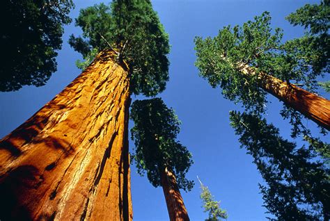 Giant Sequoia General Sherman Photograph By David Nunuk Fine Art