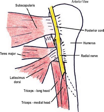 The Diagnostic Anatomy Of The Radial Nerve Neupsy Key