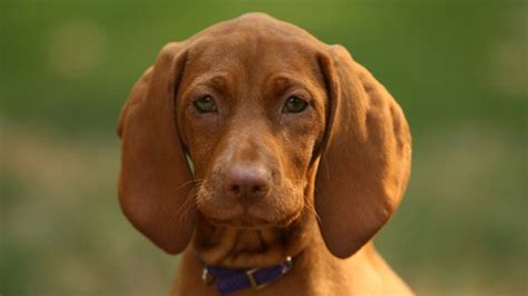 Redbone Coonhound Temperament Lifespan Shedding Puppy