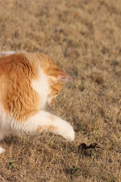 Full Surgical Facilities Lubbock Small Animal Emergency Clinic