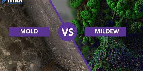 How To Identify Black Mold Vs Mildew Mold Vs Mildew What Are The