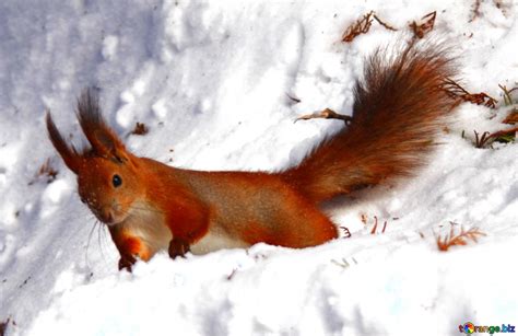 Red Squirrel On Snow Download Free Picture №77300