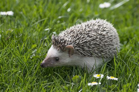 ¿tienes Un Erizo De Tierra Cuidados Básicos Que Necesita