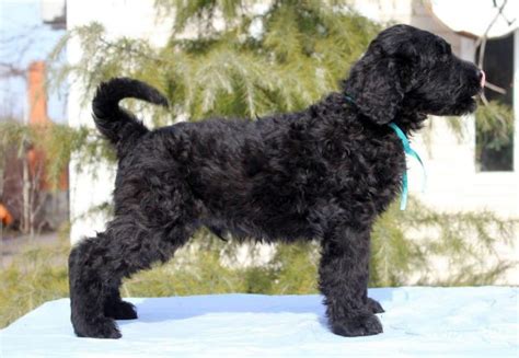 Paw print by kimberlin ferreira rochedo, belgian sheepdog, black and tan coonhound, affenpinscher and basenji by jenna foster, dog by juli , terrier, akita, beagle. Amade | Purebred, healthy Black Russian Terrier puppy for ...