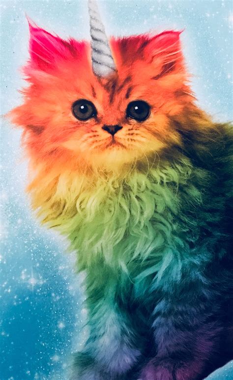 Look How Cute Rainbow Kittens Unicorn Cat Rainbow Cat