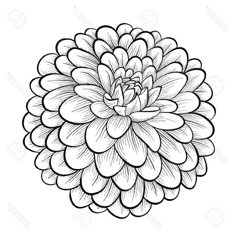 Download Mum Flower Drawing | Free download on ClipArtMag