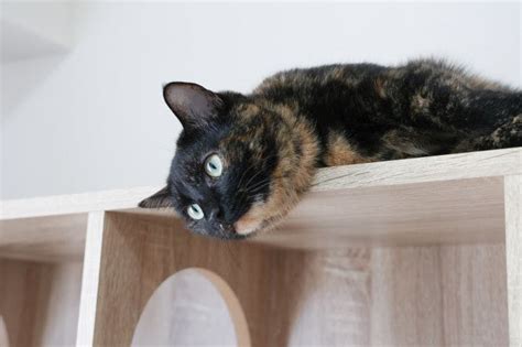 Unlocking The Tortoiseshell Cat Personality Traits And Fascinating Facts
