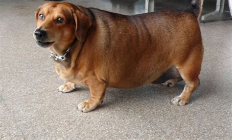 Effective Ways To Handle Obese Dogs Pets Grooming Prices