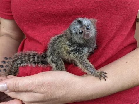 Free Pygmy Mamoset Monkeys For Adoption And Rehoming Near Me Home