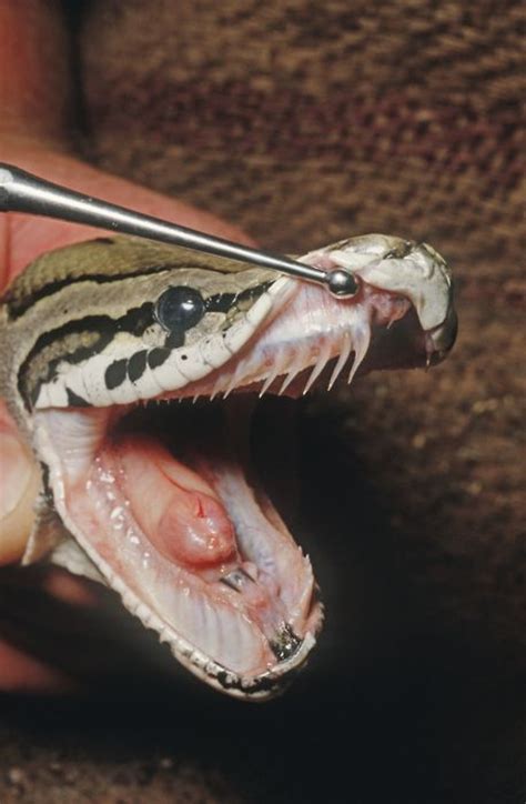 Ball Python Facts And Pictures