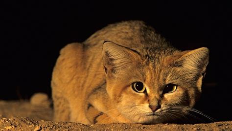 Arabian Sand Cats Spotted In The Desert For The First Time In 10 Years