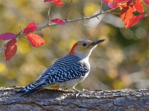 8 Michigan Woodpecker Species Where To Spot Them All Love The Birds