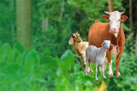 Adapun waktu penyembelihan hewan akikah adalah hari ke 7 dari kelahiran bersamaan dengan mencukur rambut dan memberi nama bagi anak tersebut. Dompet Dhuafa