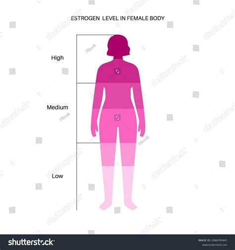 Estrogen Level Color Chart Sex Hormone Stock Vector Royalty Free