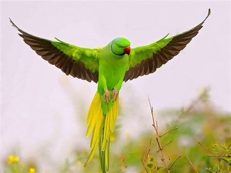 Free Download Wallpapers 2013 Beautiful And Dangerous Animalsbirds Hd