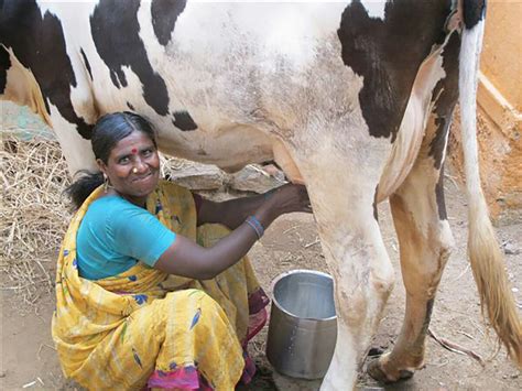 See more ideas about got milk?, milk, cow. Chilling Milk Directly From the Cow for India's Dairy ...