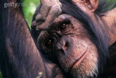 Chimpanzees How Cognitive Are They Chimpanzees And Bonobos Fanpop