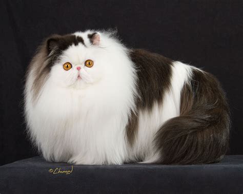 Pin On Persian Cat