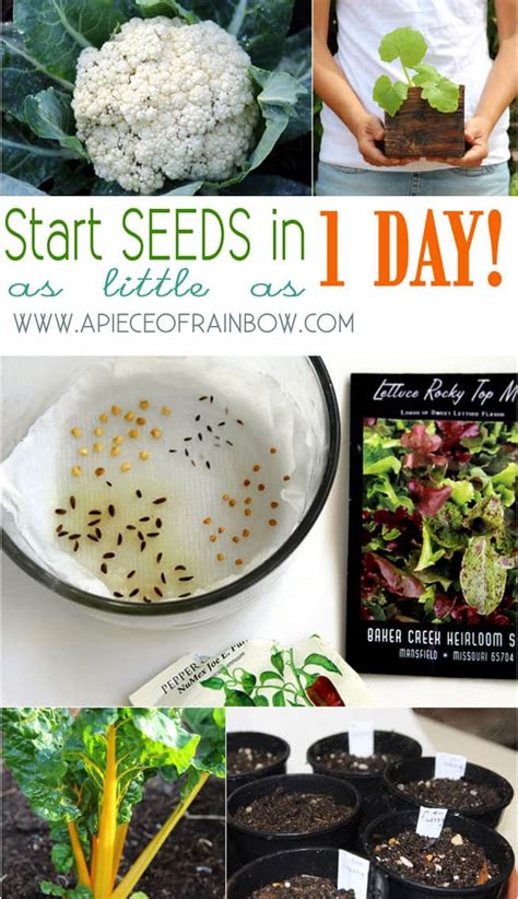 Takeaway tek (how to germinate cacti seeds) | herbalistics. Germinate Seeds 3X Faster ( & What NOT to Do) - A Piece Of ...