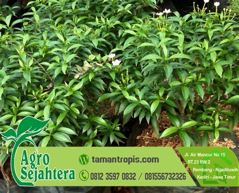 Kondisi daun dan batangnyapun rimbun, sehingga menambah nilai estetika. Jual Bibit Bunga Rombusa