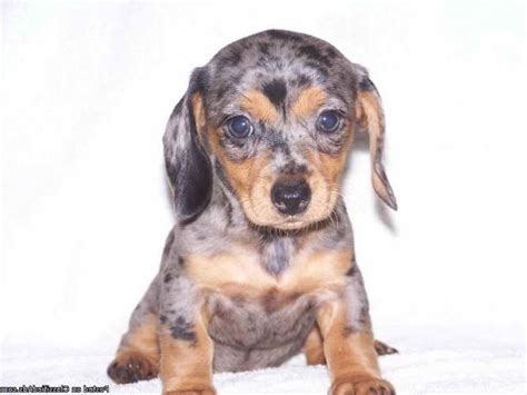 Find dachshund puppies and breeders in your area and helpful dachshund information. Dapple Dachshund Puppies For Sale In Michigan | PETSIDI