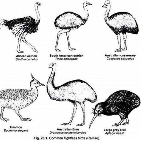 What Are The Two Examples Of Flightless Bird Diy Seattle