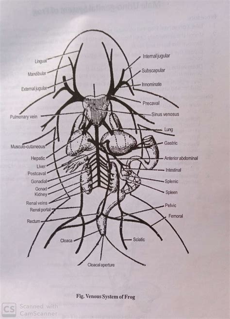 Circulatory System Of Frogvenous System Class Eleven Biology