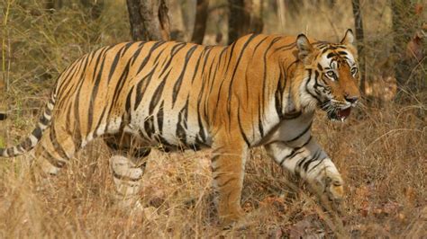 Maybe you would like to learn more about one of these? What Is a Male Tiger Called? | Reference.com