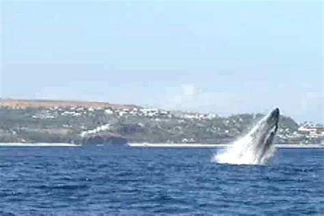 La saison des baleines a bien commencé à la Réunion