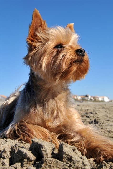 Portrait Of A Purebred Yorkshire Terrier On The Beach Walkers In The