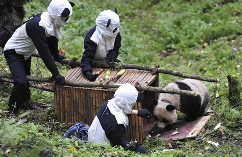 Élever Des Pandas Du Biberon Au Bambou Slatefr