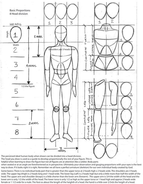 Human Body Ratios Worksheet