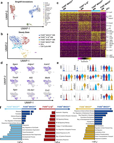 Single Cell Rna Sequencing Reveals Distinct Resident Peritoneal My
