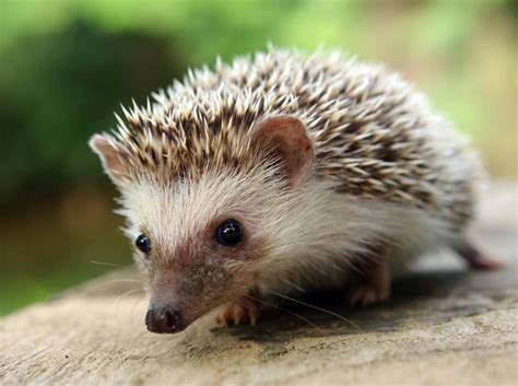 Der zugang zu wasserstellen ist für igel unerlässlich, damit sie ausreichend flüssigkeit zu sich nehmen können. So fühlen sich Igel im Garten wohl: 4 Tipps
