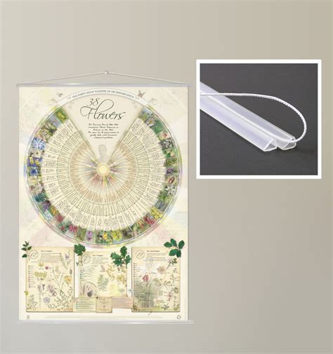 Sensitivity to the needs of others; Set of Bach Flower Wall Chart Posters (B2)