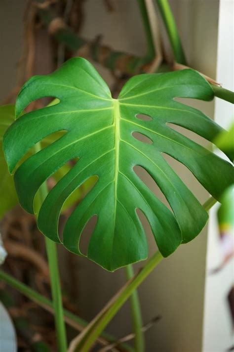 Monstera deliciosa, a species of flowering plant native to tropical forests of southern mexico, south to panama. Swiss Cheese Plant - Monstera Deliciosa - Care ...