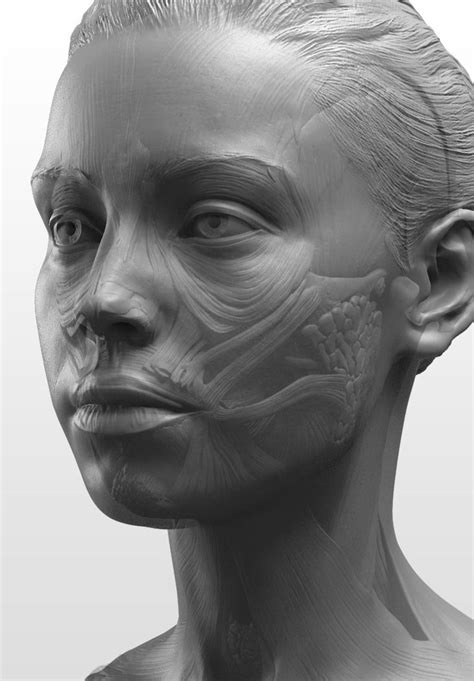 New Masters Academy Anatomy Of The Head Series Facial Anatomy Head