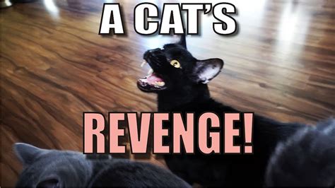 Talking Kitty Cat 55 A Cats Revenge Youtube