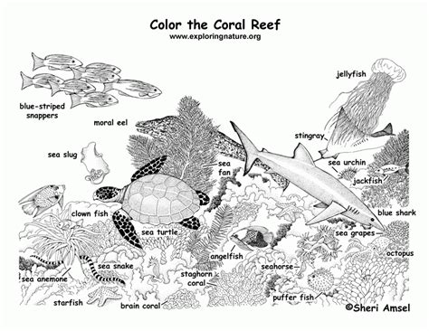 Coral reef tag page contains color schemes, palettes and colour combinations with coral reef colors. Corals Coloring Page - Coloring Home
